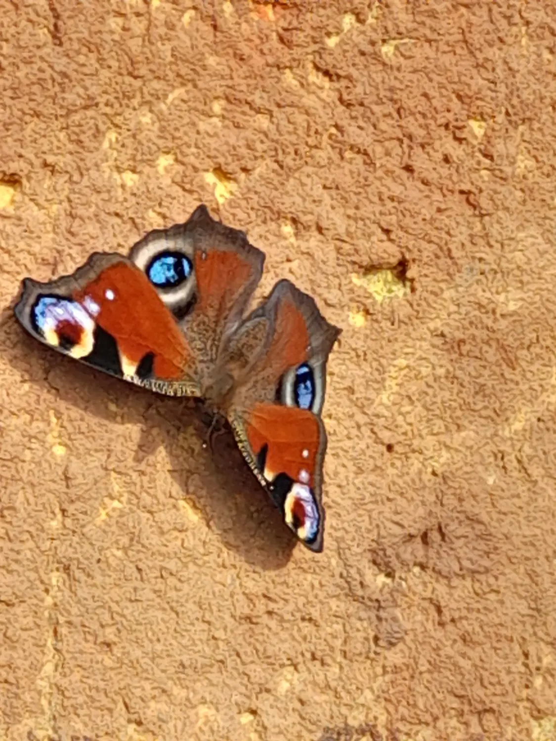Daniela Maul – wunderschöner Schmetterling